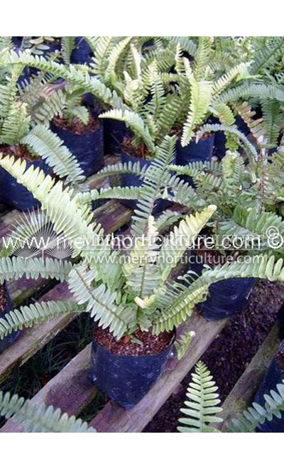 Nephrolepsis exaltata